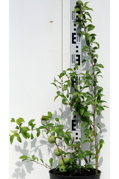 Айва японська (середня, хеномелес) Андекен Ан Карл Рамске