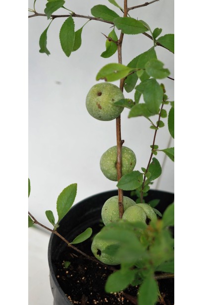 Chaenomeles х superba Andеnken an Karl Ramcke