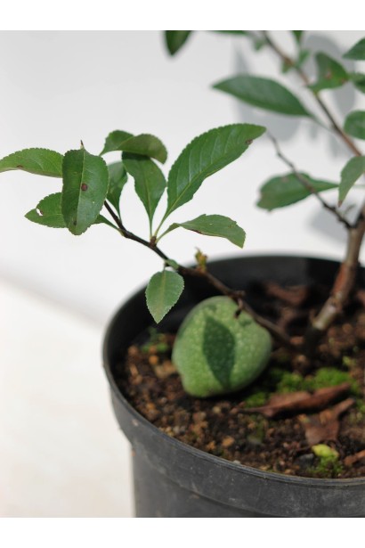 Айва Andеnken an Karl Ramcke в горщику