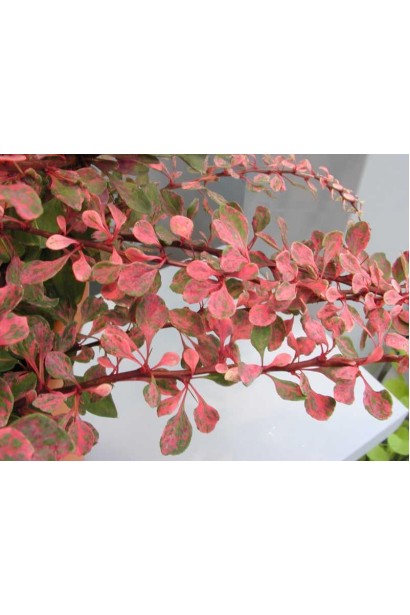 Барбарис Старберст червоне листя восени