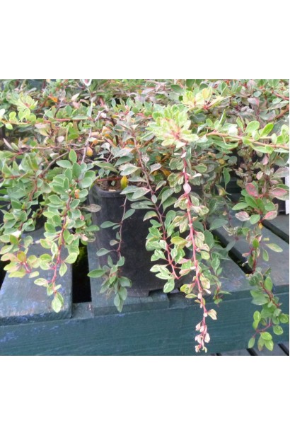 Барбарис Старберст саджанець в горщику С5