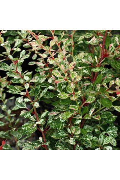 Барбарис тунберга Starburst листя