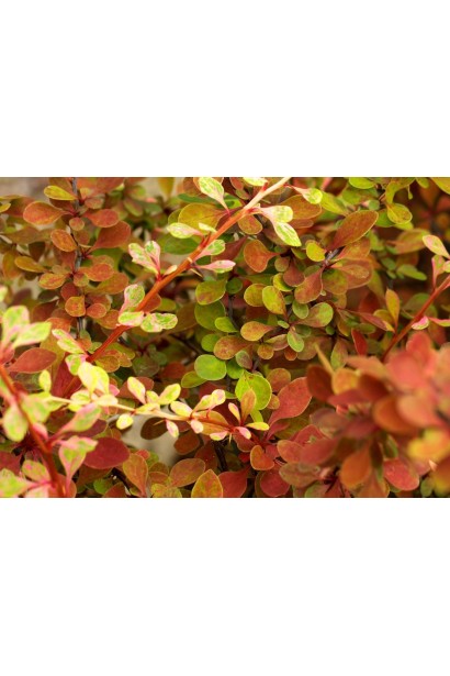 Осіннє забарвлення барбарису Старберст