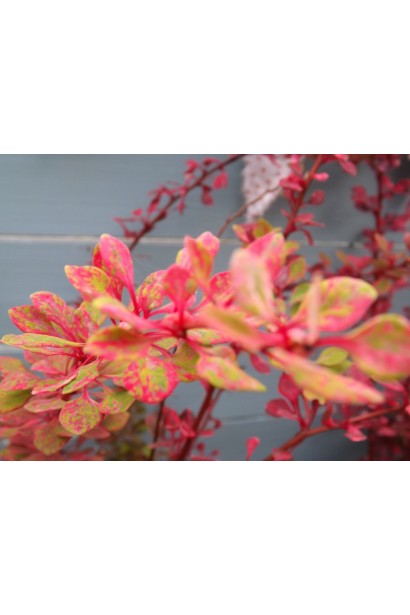 Барбарис Старберст колір восени