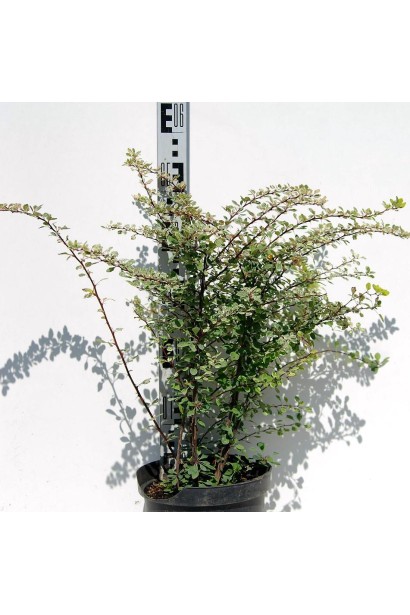 Барбарис Старберст  в горщику висота 40-50 см