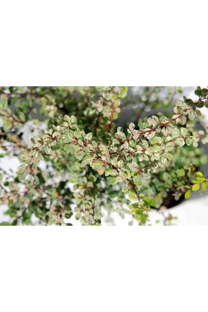 Барбарис Тунберга Старберст