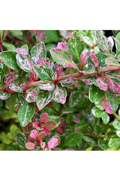 Berberis thunbergii Starburst