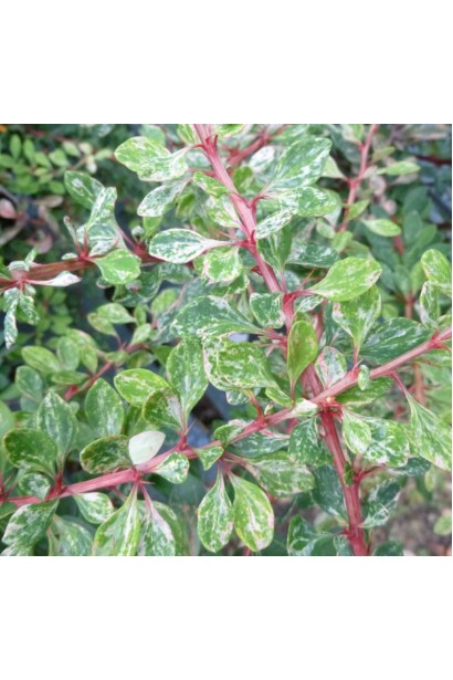 Барбарис Старберст червоні пагони