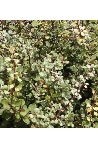 Барбарис Тунберга Старберст строкате листя