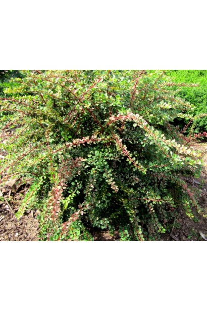 Барбарис Старберст  в ландшафті