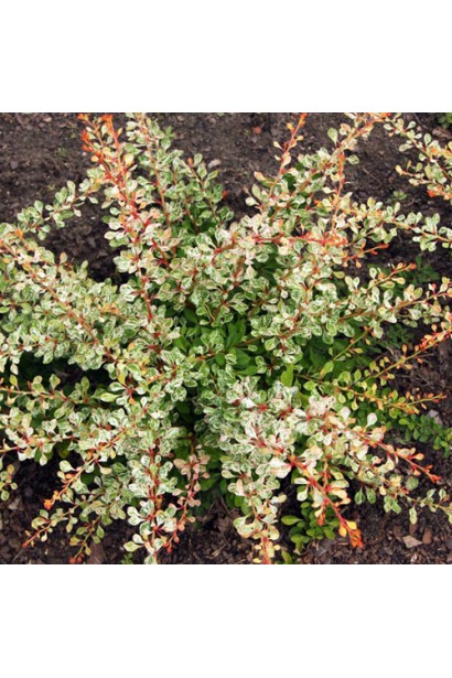 Барбарис Starburst строкатий сорт