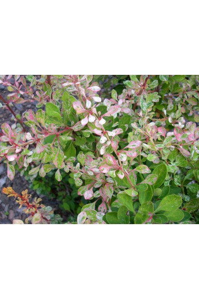 Барбарис тунберга Starburst 