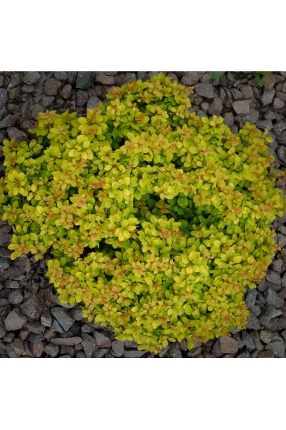 Барбарис Тунберга Тини Голд ® 