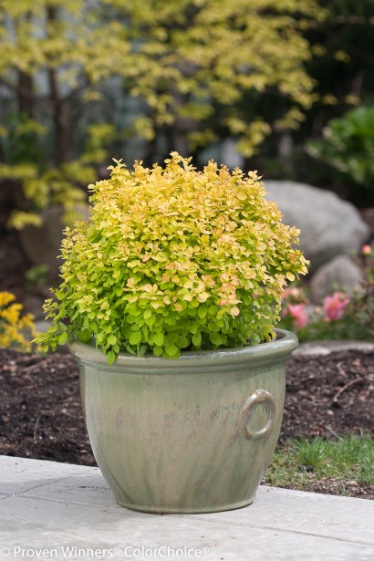 Барбарис Тини Голд в горшке в ландшафте.