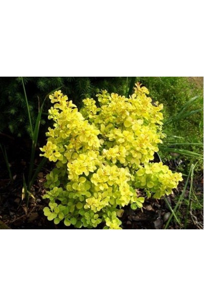 Барбарис Тини Голд лимонно-желтые листья