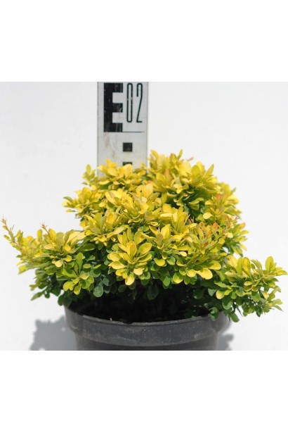 Барбарис Тунберга Тини Голд саженец 10-15 см