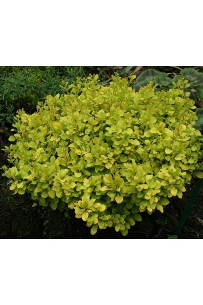 Желтый барбарис Тини Голд