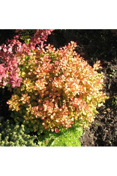 Барбарис тунберга Tiny Gold осенью