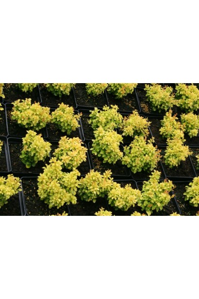 Барбарис Тунберга Тини Голд контейнер Р9