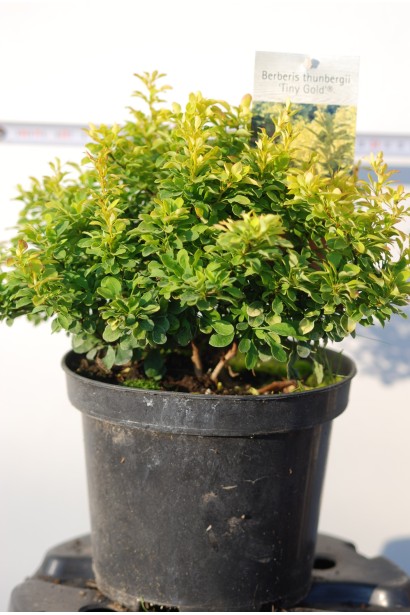 Berberis thunbergii Tiny Gold