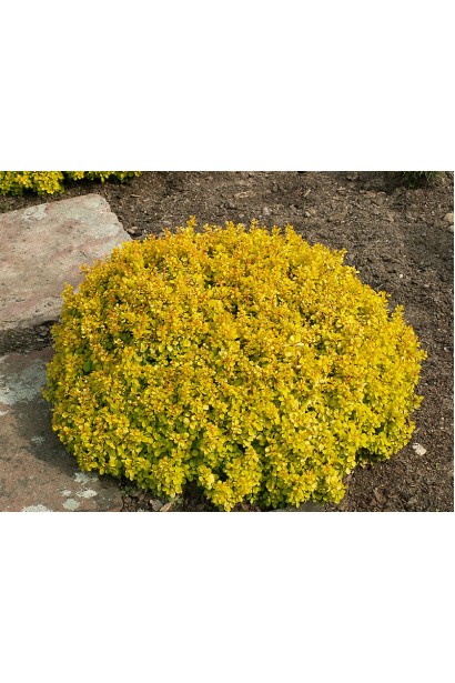 Барбарис Тунберга Тини Голд шаровидный куст