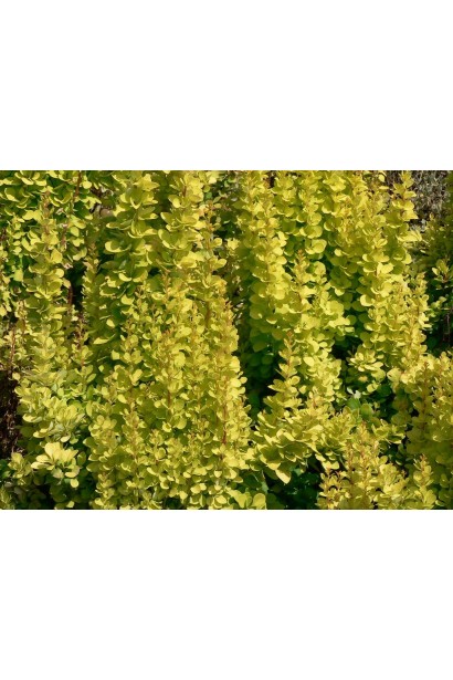 Барбарис Голден Рокет золотистий