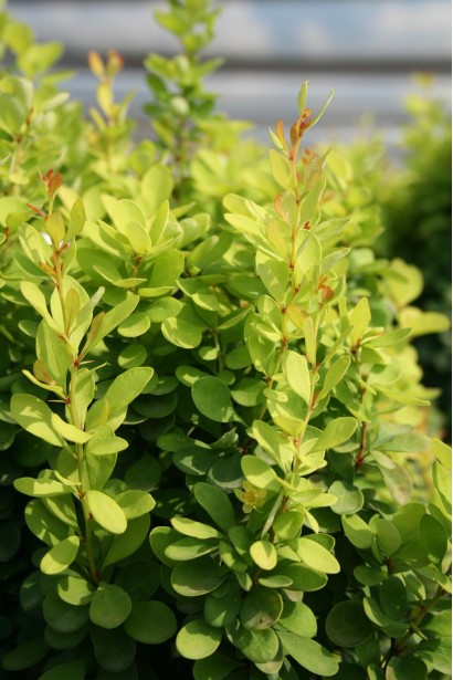 Барбарис Тунберга Голден Рокет листя