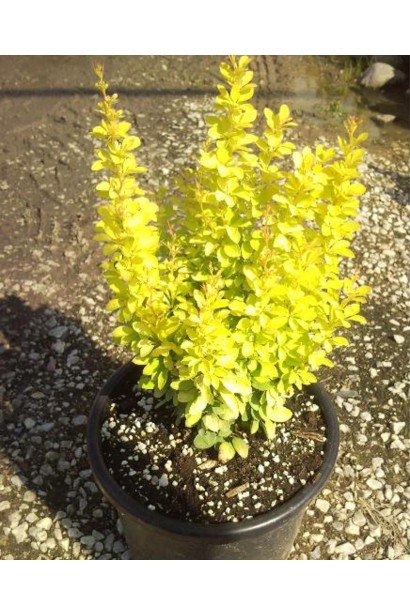 Барбарис Голден Рокет в горщику