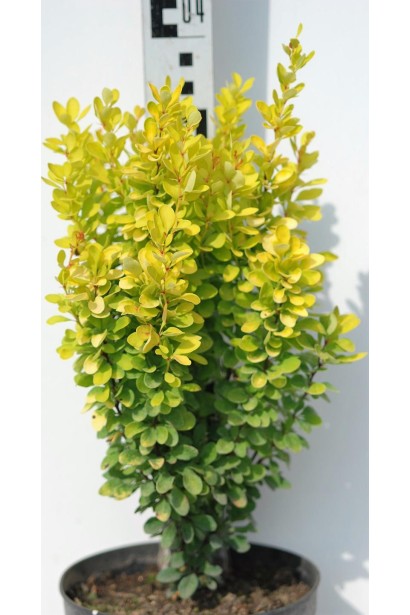 Барбарис Тунберга Голден Рокет