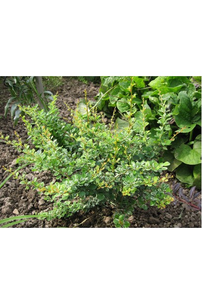 Барбарис Сільвер Б`юті молодий кущ