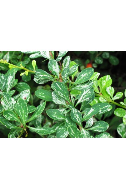 Барбарис Silver Beauty плямисте листя