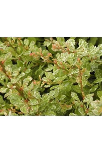 Berberis thunbergii Silver Beauty