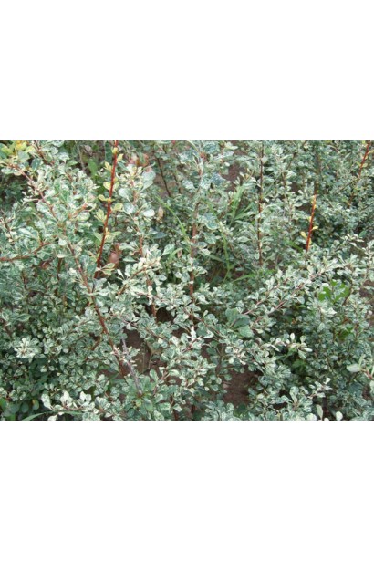 Строкатий барбарис 