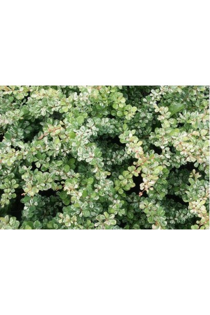 Барбарис Тунберга Сільвер Б`юті строкатий сорт