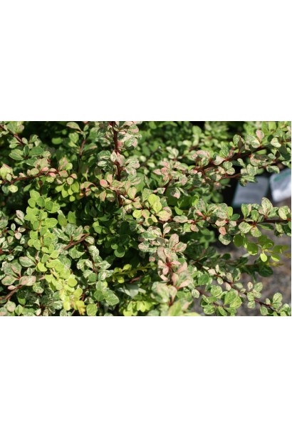 Барбарис Тунберга Сільвер Б`юті листя