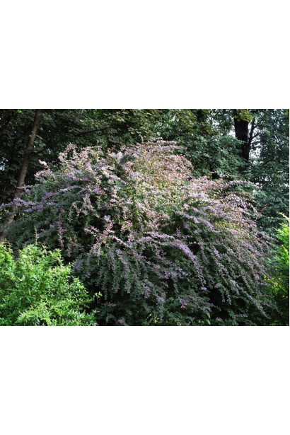 Барбарис Тунберга Сільвер Б`юті кущ