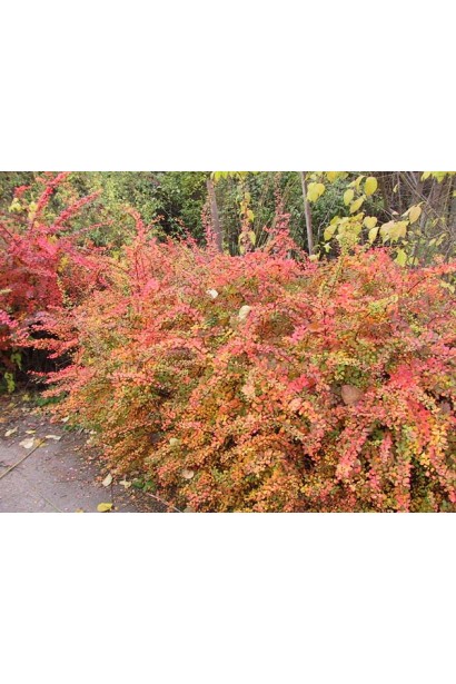 Барбарис Silver Beauty осінній вид