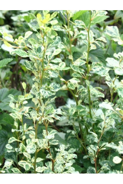 Барбарис Сільвер Б`юті мармурове листя