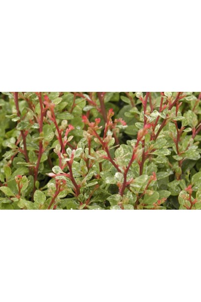 Барбарис тунберга Silver Beauty