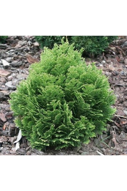 Chamaecyparis lawsoniana Minima Glauca
