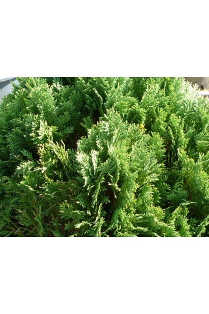 Кипарисовик Лавсона Мініма Глаука