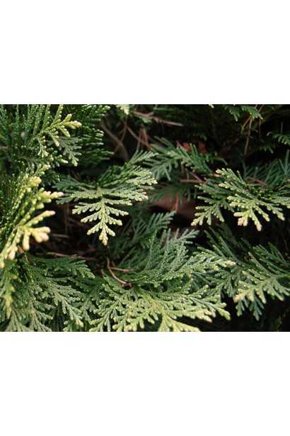 Кипарисовик Лавсона Мініма Глаука дрібна луската блакитно-зелена хвоя