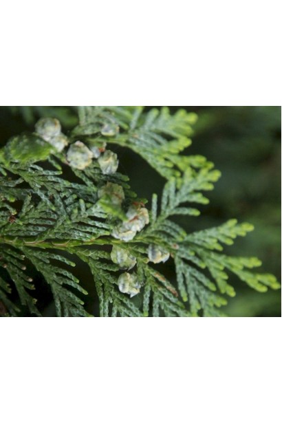 Кипарисовик Лавсона Мініма Глаука кулясті шишки