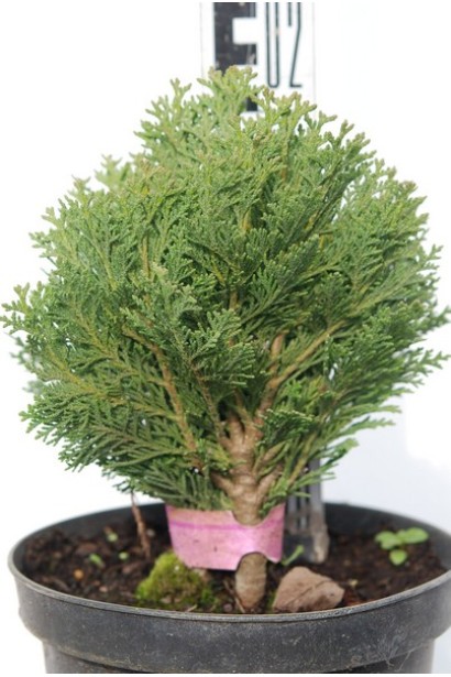 Кипарисовик Мініма Глаука 15-20 см