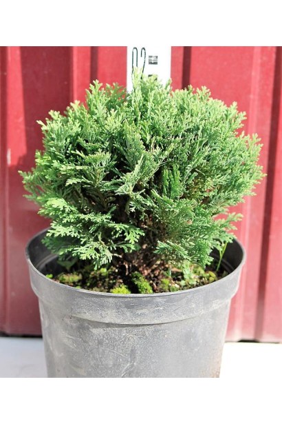 Кипарисовик Мініма Глаука контейнер 3 л 20-25 см