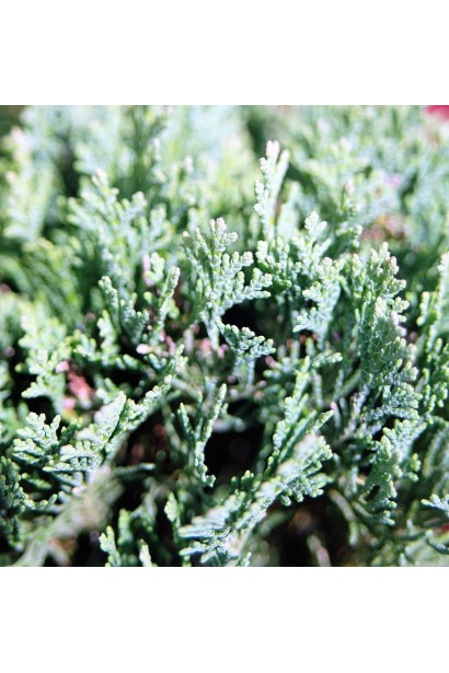 Кипарисовик Minima Glauca хвоя