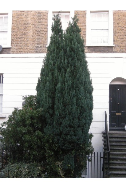 Кипарисовик Лавсона Елвуді