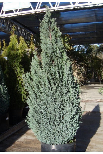 Кипарисовик Лавсона Ельвуді в садовому центрі