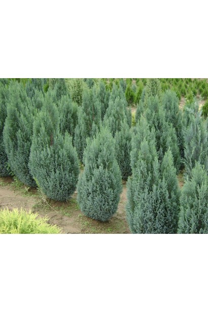 Chamaecyparis lawsoniana Ellwoodii