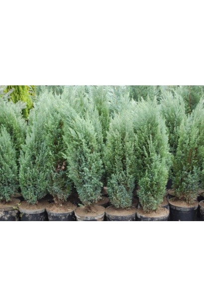 Кипарисовик Ellwoodii саджанці в горщиках